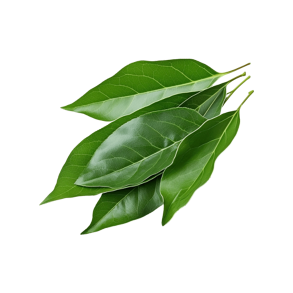 BAY LEAVES