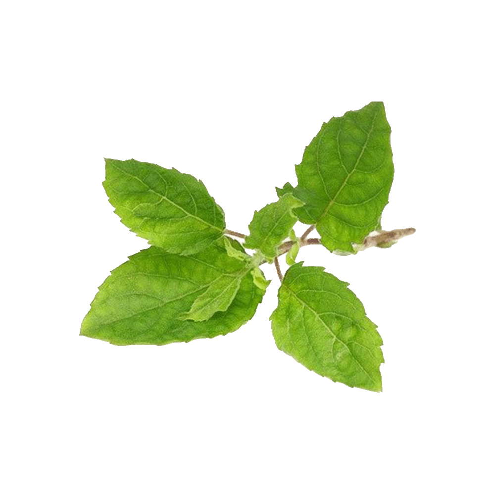 Avs Tulsi Leaves