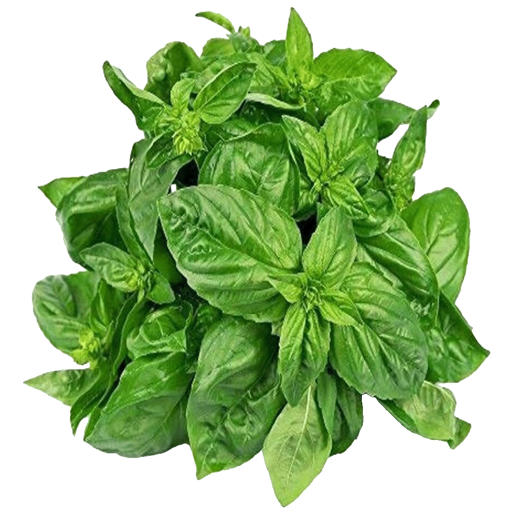 Basil Leaves